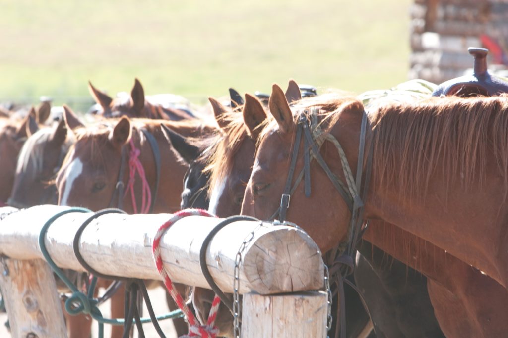 Family ranch holiday. Horses tethered and resting at Wyoming ranch. Copyright©2015 reserved to photographer. Contact mapandfamily.com