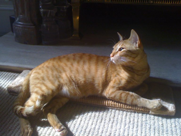 Ginger Arabian cat basks in indoor sunshine
