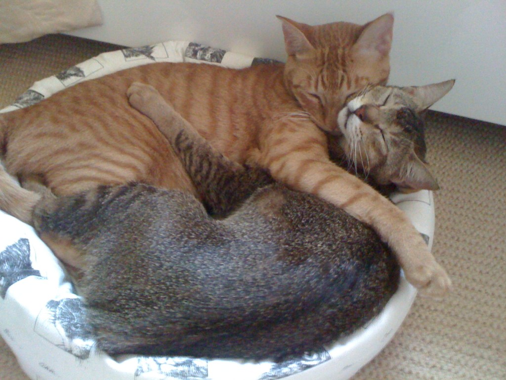 Ginger and grey cats curled up in a cat bed. Copyright©2015 reserved to photographer. Contact mapandfamily.com