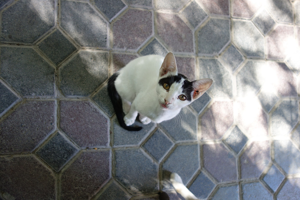 Cat in a cafe, Abu Dhabi 