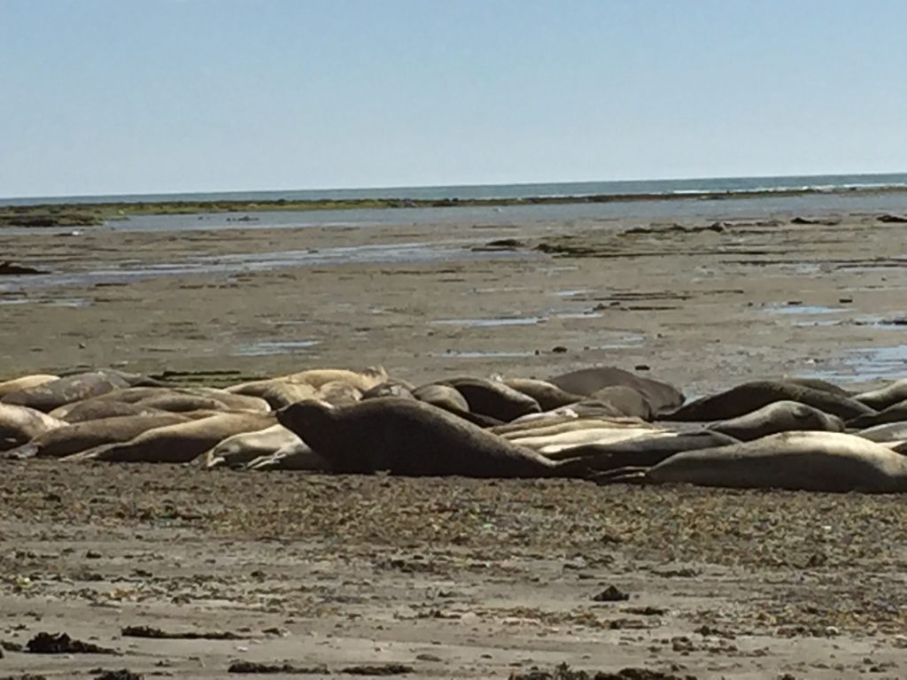 Argentina family holiday. Elephant seals lying on the beach. Copyright©2015 reserved to photographer. Contact mapandfamily.com