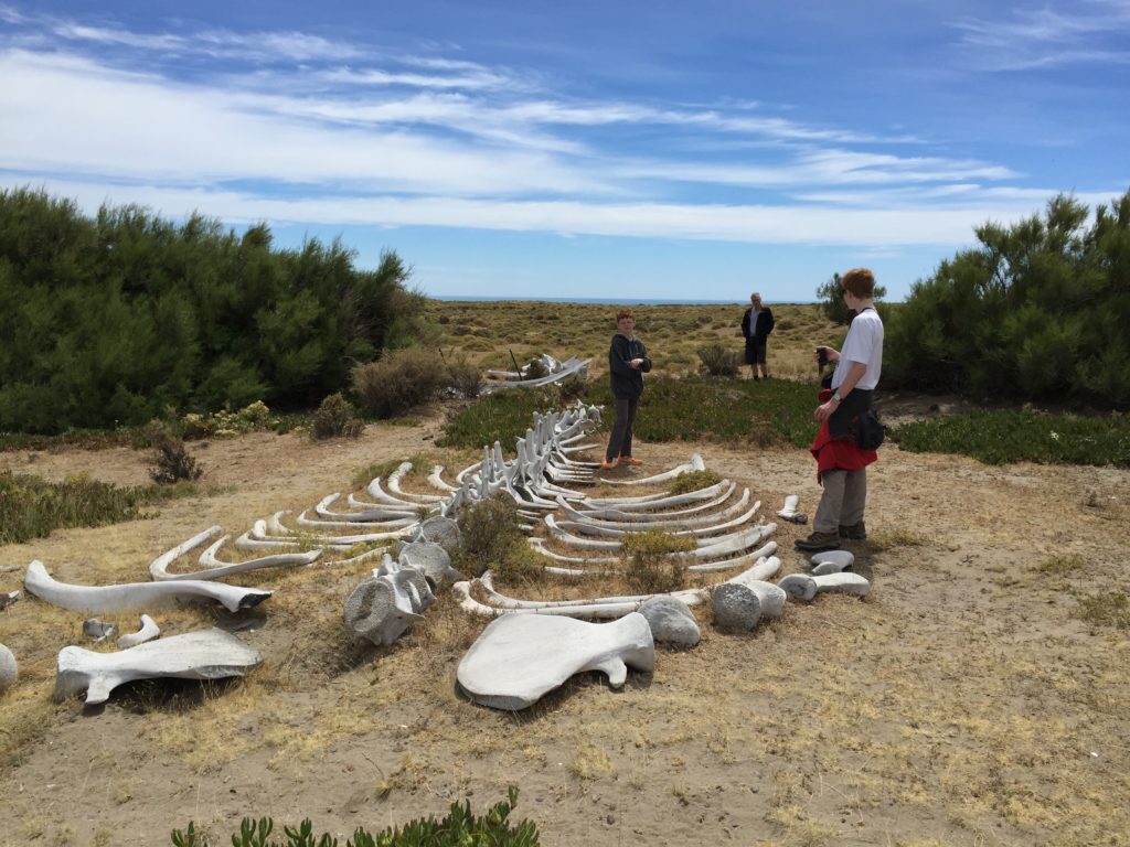 Argentina family holiday. Visitors with white bones of whale skeleton. Copyright©2015 reserved to photographer. Contact mapandfamily.com