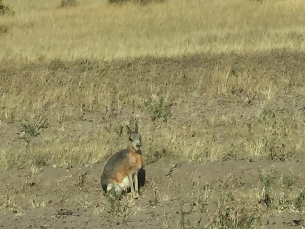 Argentina family holiday. A mara, a rodent similar to a hare. Copyright©2015 reserved to photographer. Contact mapandfamily.com