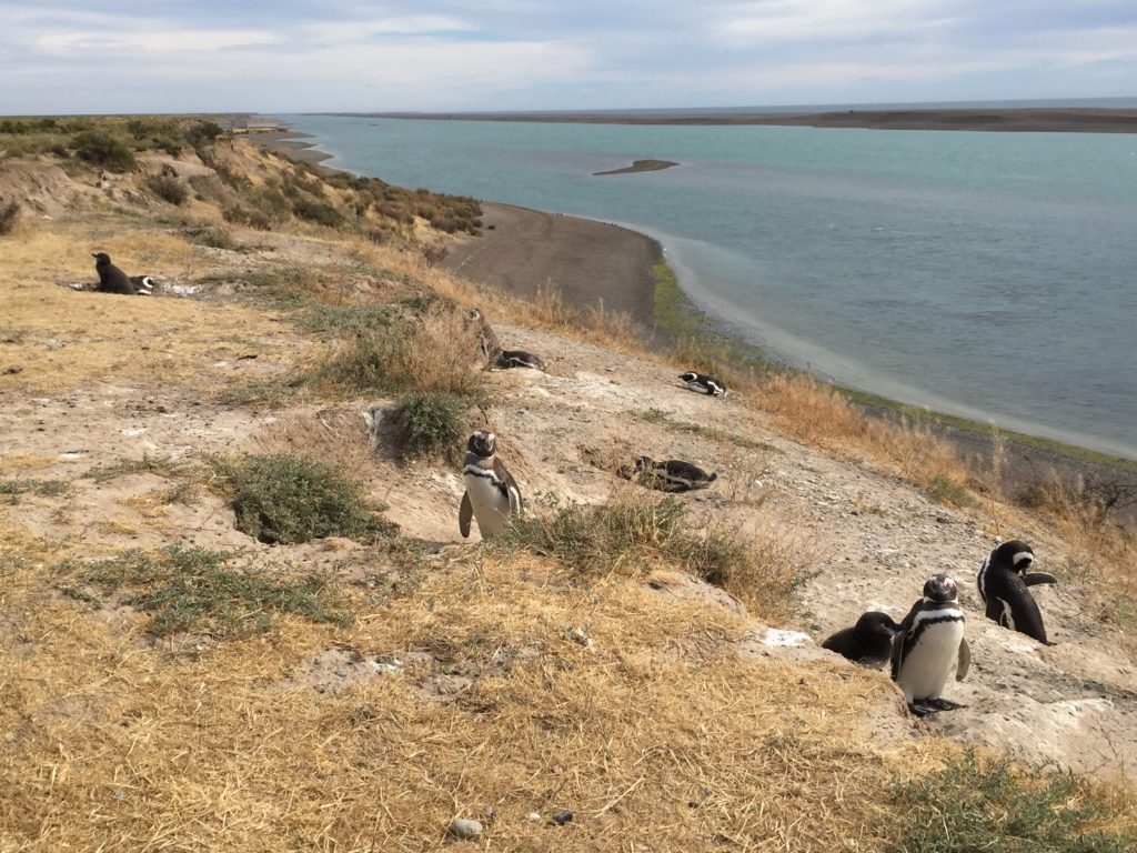 Argentina family holiday. Penguins on shoreline of Peninsula Valdes. Copyright©2015 reserved to photographer. Contact mapandfamily.com