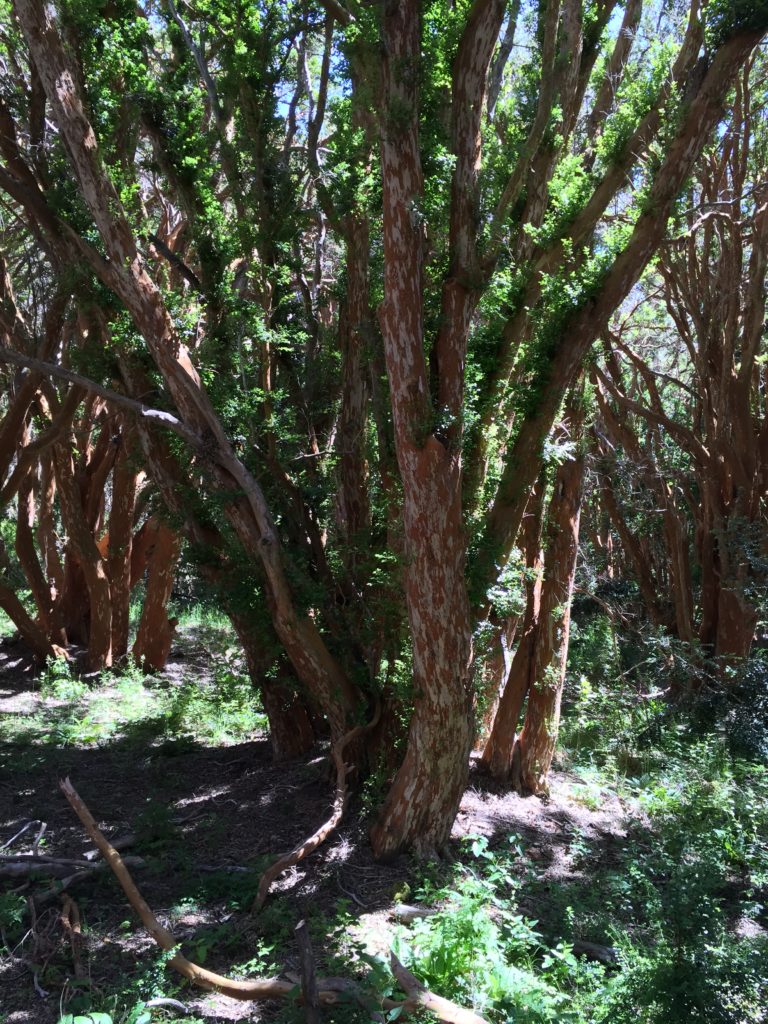 Family trip to Argentina: ancient trees in Bariloche. Copyright © 2015 reserved to photographer. Contact mapandfamily.com