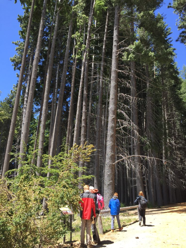 Family trip, Argentina: Trail between very tall trees. Copyright © 2015 reserved to photographer. Contact mapandfamily.com