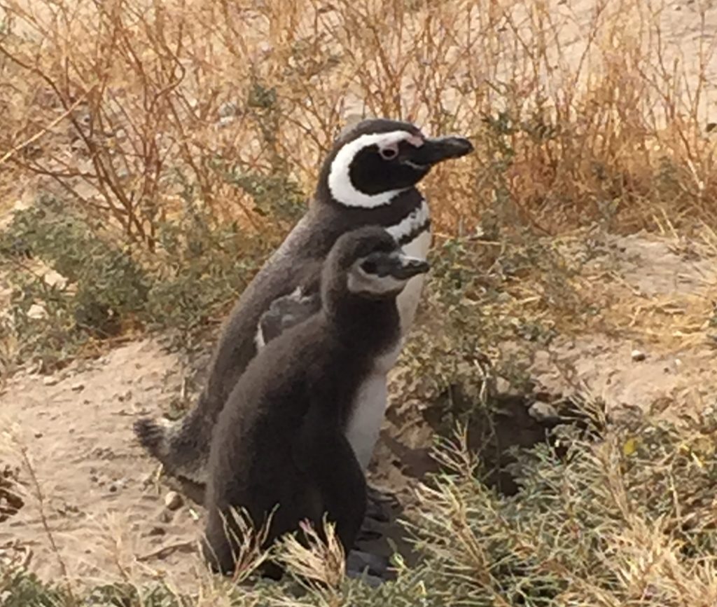 Argentina family holiday. Mother and baby penguins in Peninsula Valdes. Copyright©2015 reserved to photographer. Contact mapandfamily.com