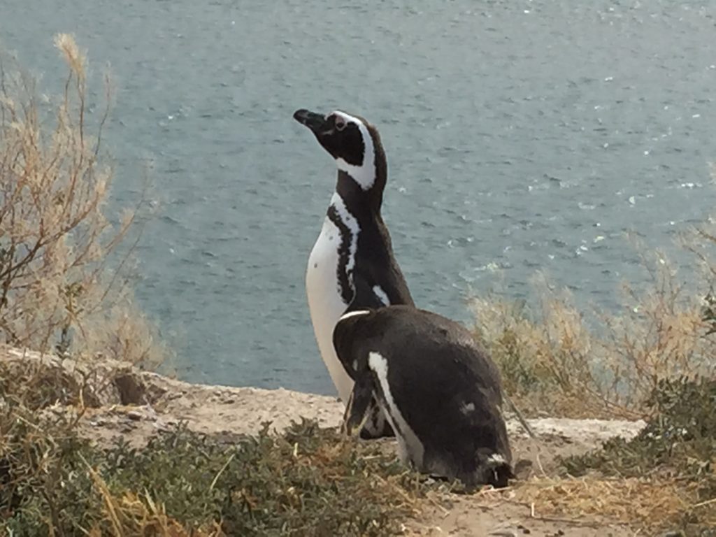 Argentina family holiday. Penguins on cliffs, Peninsula Valdes. Copyright©2015 reserved to photographer. Contact mapandfamily.com