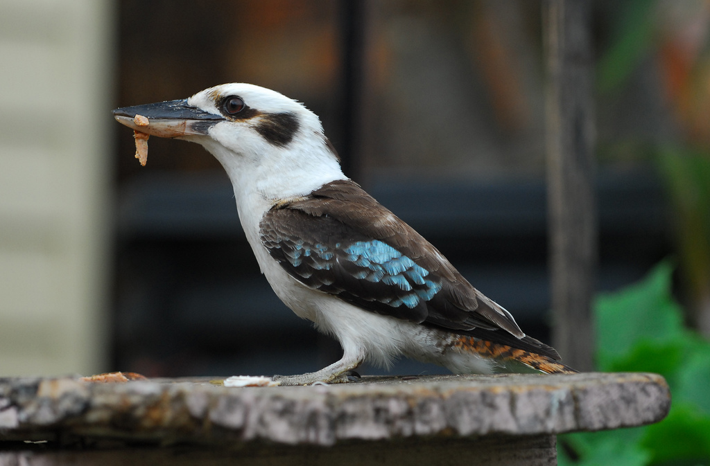 Kookaburra Sydney photo