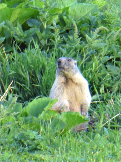 Family campinging Swiss Alps Marmot. Copyright©2015 reserved to photographer. Contact mapandfamily.com