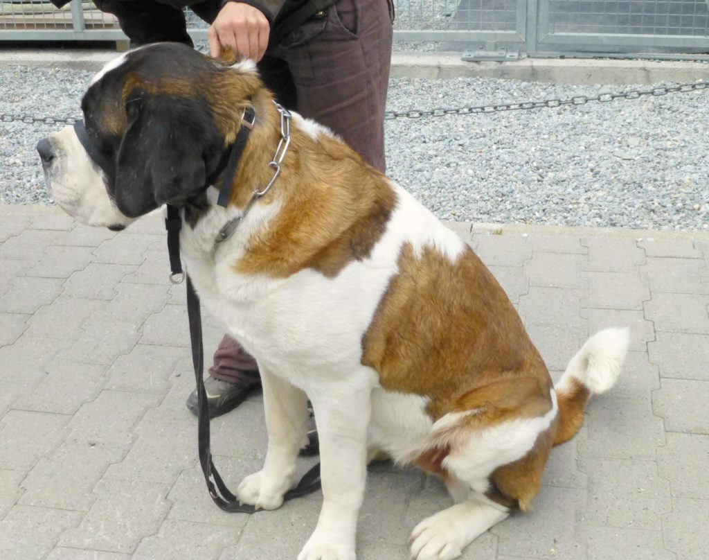 Famly camping Swiss Alps: St Bernard dog Copyright©2015reserved to photographer, contact mapandfamily.com