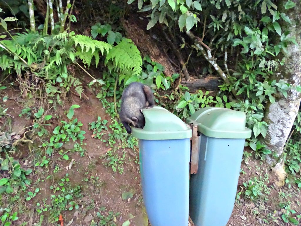 Family holiday Iguacu falls coati and bin. Copyright©2016 reserved to photographer via mapandfamily.com