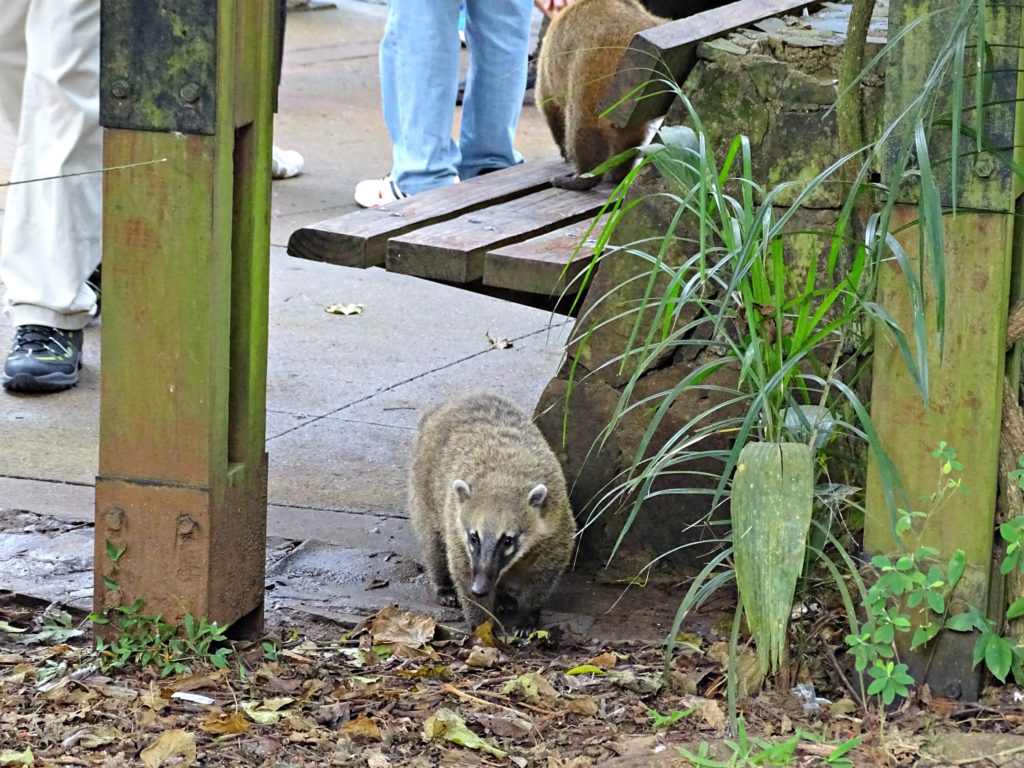 Family holiday Iguacu falls coati at snack bar. Copyright©2016 reserved to photographer via mapandfamily.com