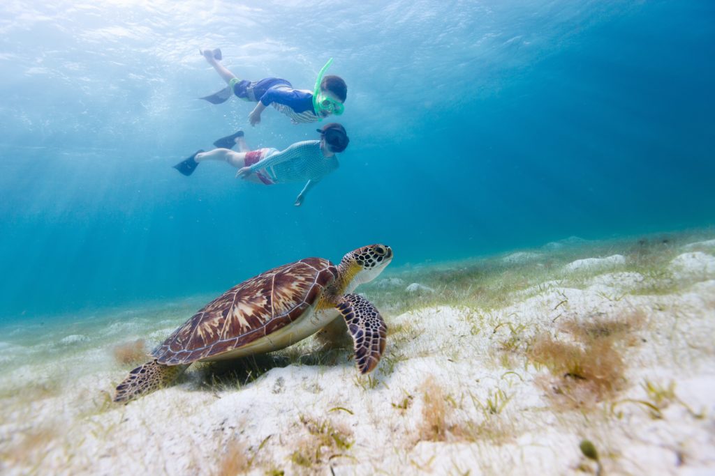 Family Travel Show snorkelling and turtle