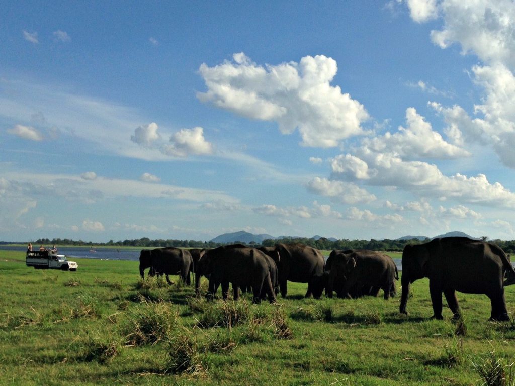 Sri Lanka family trip. Elephants gathering in national park. Copyright©2017 reserved to photographer via mapandfamily.com 