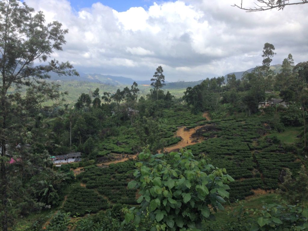 Places to visit in Sri Lanka on a family trip. View of tea hills Copyright©2017 reserved to photographer via mapandfamily.com