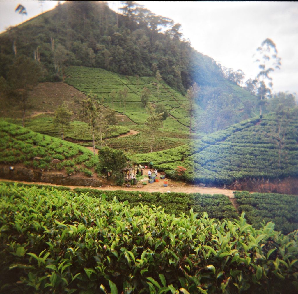 Places to visit in Sri Lanka on a family trip: view of tea terraces from train window copyright©2017 reserved to photographer via mapandfamily.com