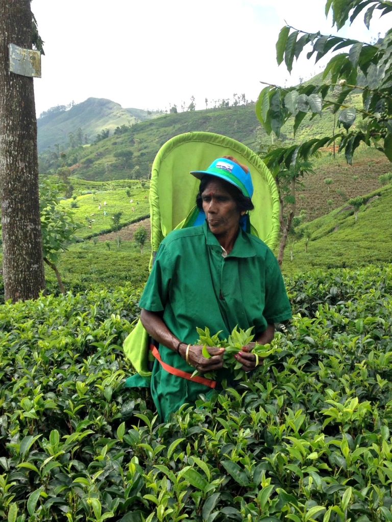 Places to visit in Sri Lanka on a family trip. Picking tea on hillside of plantation. Copyright ©2017 reserved to photographer via mapandfamily.com 