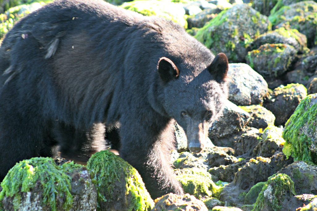 Family holiday in Canada, bears on Vancouver Island Copyright©2014 reserved to photographer via mapandfamily.com 