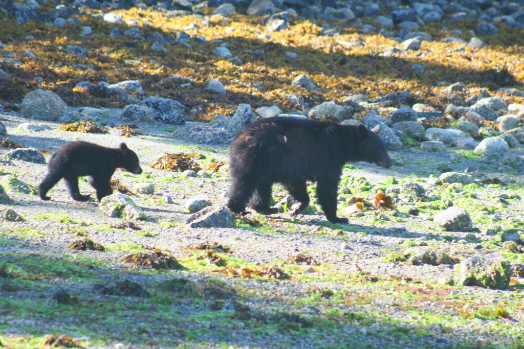 Family holiday in Canada, mother and baby bears Copyright©2014 reserved to photographer via mapandfamily.com 