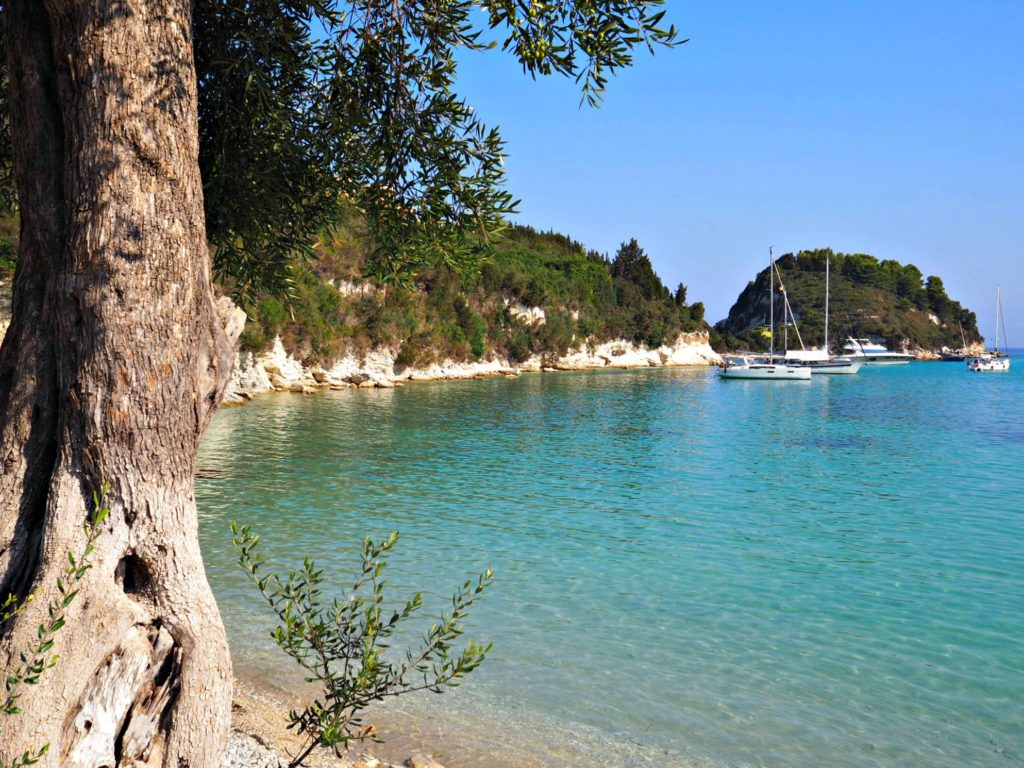 Olive tree by Harami beach Paxos. Copyright©2017 mapandfamily.com 