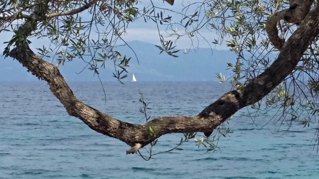 A view of sea framed by an olive bough on Paxos Greece. Copyright©2017 mapandfamily.com 