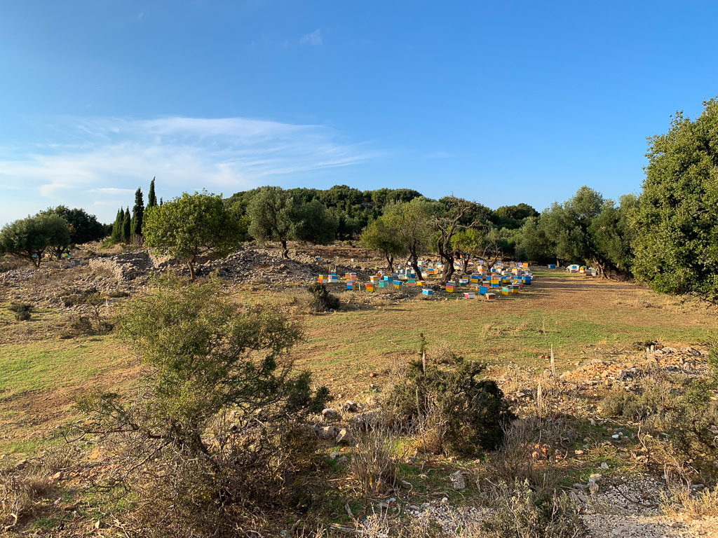 Colourful beehives around an olive tree in the Kefalonia countryside. Copyright ©2019 mapandfamily.com 