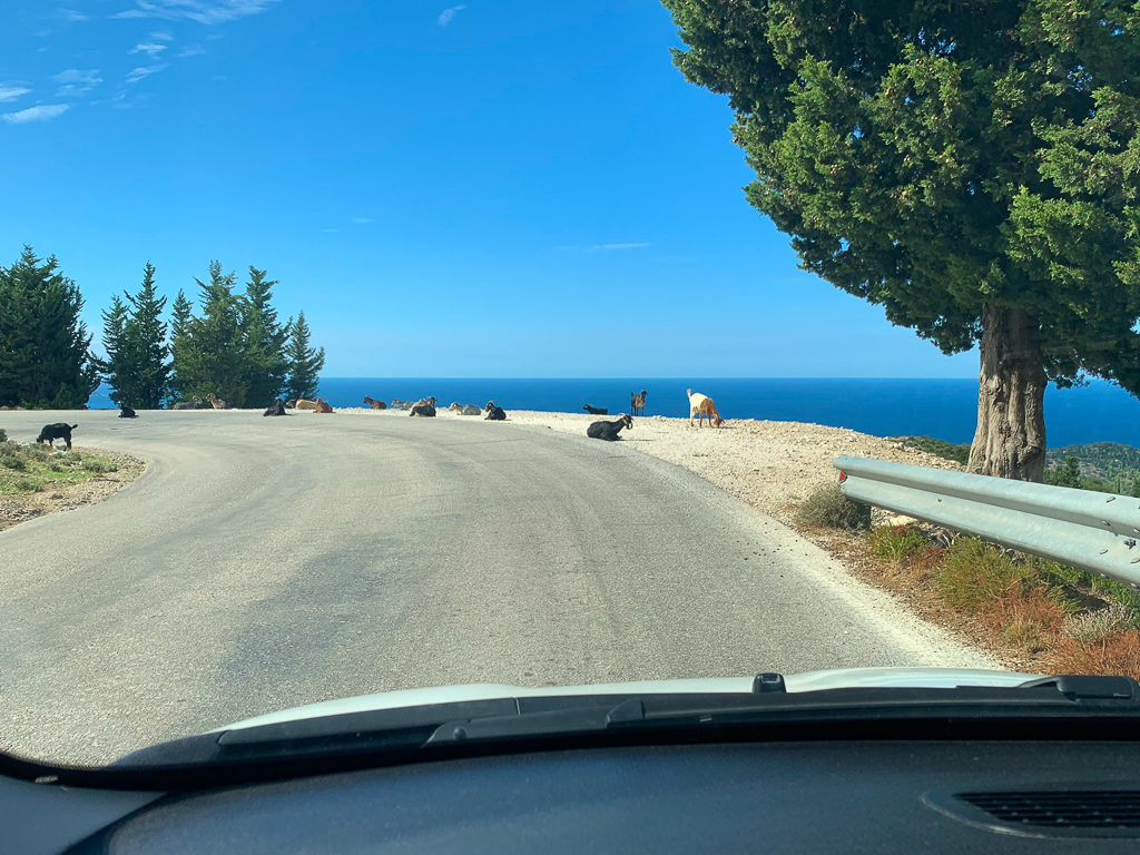 Goats sitting by the roadside on the way from Fiskardo to Argostoli. Copyright ©2019 mapandfamily.com 