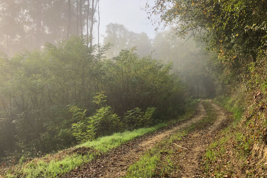 Truffle hunt morning on a misty path. Copyright @ 2022 reserved to photographer via mapandfamily.com 