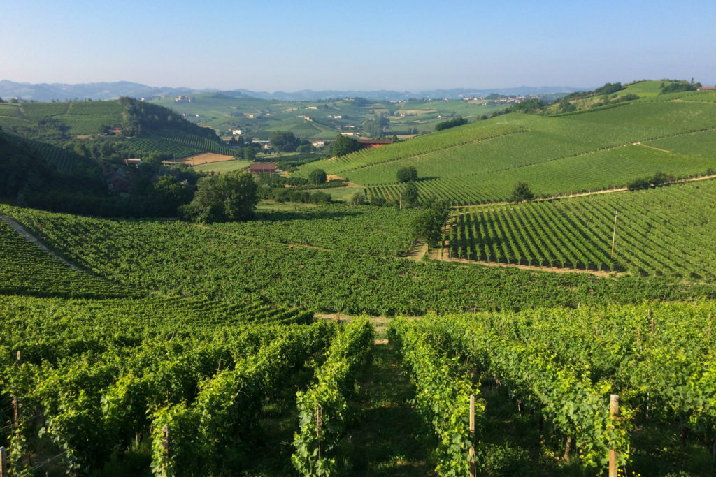 Piedmont, Italy. View of rolling hills and vines. Copyright @2022 reserved to photographer via MapandFamily.com 