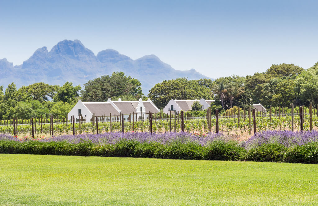 A wine farm with white gabled buildings and mountains in background. @ToscaW via DepositPhotos