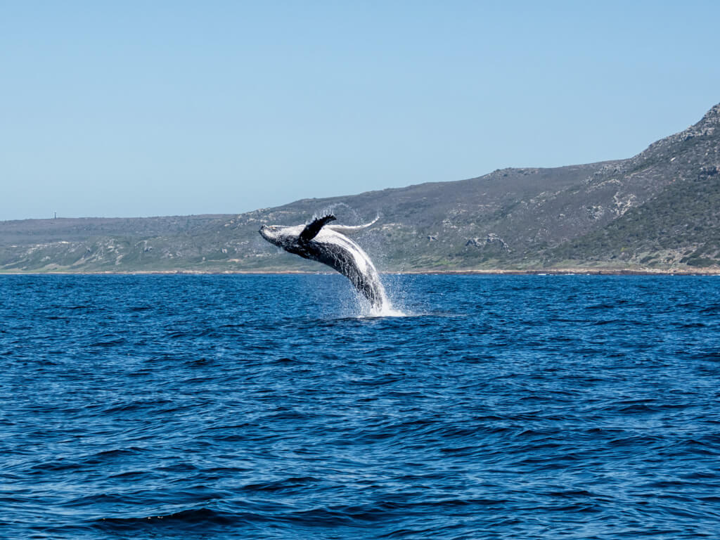 Whale leaping out of Atlantic sea near Cape Town in winter. Copyright Deposit Photos