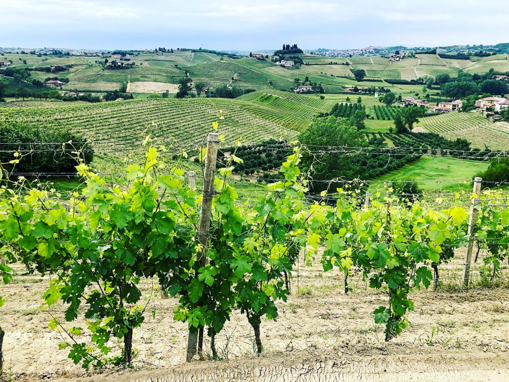 Piedmont region of Italy landscape with row of vines in foreground. Copyright@2023 reserved to the photographer via mapandfamily.com