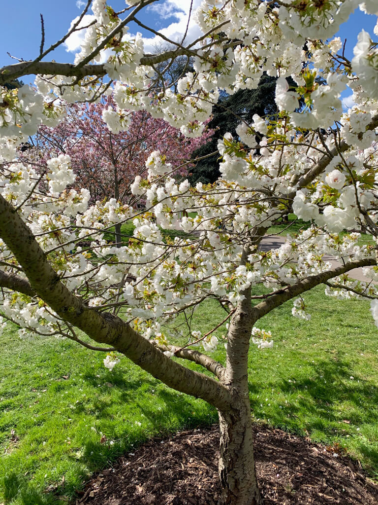 If April London weather is fine then the cherry blossom flowers early. White and pink blossoms on trees at Kew. Copyright@2024mapandfamily.com 