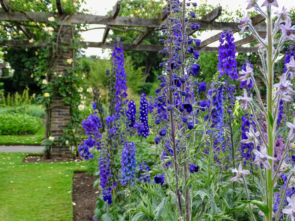 Hollyhocks and roses in a June garden display in London. Copyright@2024 Nancy Roberts